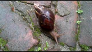 Take a look, how to walk marine snail-দেখে নিন সামুদ্রিক শামুক কিভাবে হাটে