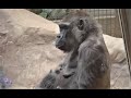 Baby Gorilla - Kayembe #46--Fredrika Update #gorillas