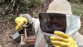 🐝Mel, Cera, Forídeos, A Borboleta e a Mariposa, Renovação e Rainha plantas para o inverno 🍯