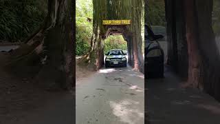 Yurok drive thru tree