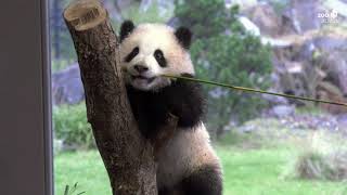 Pandas spielen mit Bambus im Zoo Berlin - Panda brothers playing with bamboo at Zoo Berlin