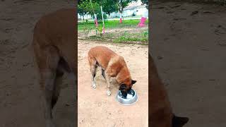 Dog Eating #food #dog #doglover #shorts #trending #viral