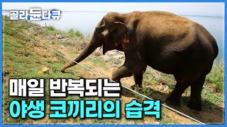 평화롭던 마을에 찾아온 사나운 야생 코끼리. 인명피해 발생 후 전기 철조망까지 설치해봤지만...┃하루도 방심할 수 없는 전쟁같은 일상┃세계테마기행┃#골라듄다큐