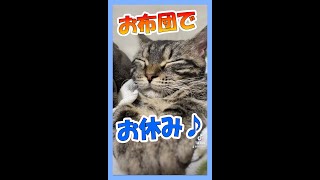 お布団でお休みする子猫のルイたん #Shorts