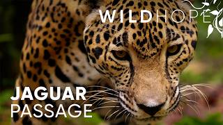 Jaguar Guardians Rally to Protect Belize’s Biggest Cat | WILD HOPE