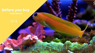 Before you buy MIDAS BLENNY