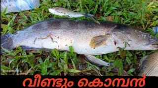 വീണ്ടും വീണ്ടും കൊമ്പൻ തന്നെ പൊക്കി #Kerala snakehead fishing and fish hunting