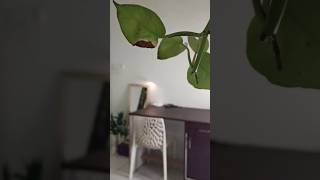 എത്രയും simple ആക്കുന്നോ അത്രയും easy ആണ്‌ maintain ചെയ്യാൻ|Simple Minimal room decor|MyhomeMylife