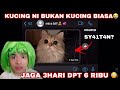 NOURROR | KUCING NI BUKAN KUCING BIASA😭| 3 HARI JAGA DPT 6 RIBU😳 … SY4IT4N….