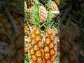 Sweet Pineapple #shorts #asmr #viral #trending #memes #video