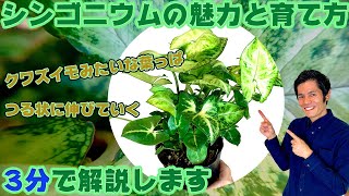 【観葉植物】シンゴニウムの魅力と育て方