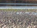 dunlins in flight