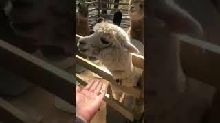 【韓國旅遊】ALPACA WORLD(羊駝)草泥馬樂園