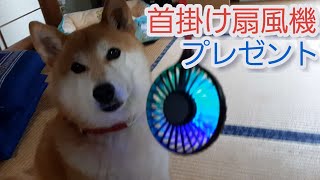 首掛け扇風機をプレゼントされた柴犬