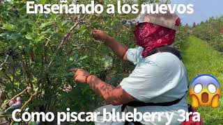 Enseñando a los nuevos cómo piscar y desgranar la Blueberry (arándanos)