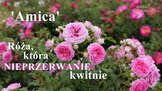 'Amica' wybitna niska róża na obwódkę lub przód rabaty. Taka miniaturowa róża okrywowa.