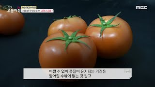 [생방송 오늘 아침] 달달한 토마토의 비밀, MBC 210511 방송