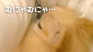 【貴重】飼い主でもあまり聞けないペキチワの寝言【ASMR】【ペキチワのピノ】