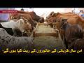 Eid al-Adha 2026: What Are the Expected Prices of Sacrificial Animals This Year? |WeNews