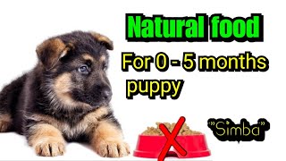 Natural and affordable homemade food for puppies||0-5months puppies||hindi||Simba||gsd