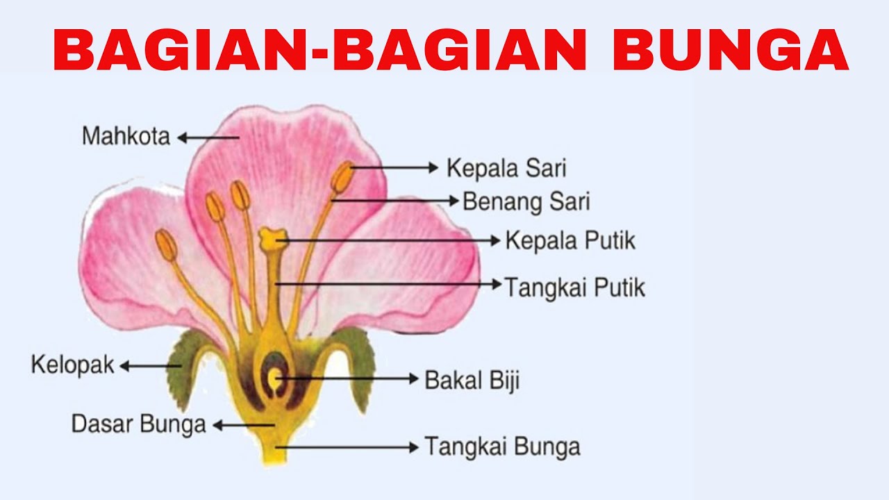 BAGIAN BAGIAN BUNGA DAN FUNGSINYA; MATERI IPA DAN IPAS PADA KURIKULUM ...