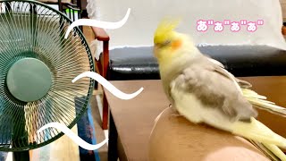 扇風機の風を体全体で浴びるオカメインコのタマゴさん。