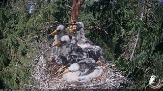 Melnais stārķis~A great enemy visit the storklets~11:57am 2018/06/22