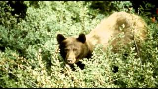 InDepth - Episode 3 (Bonus Feature) - Identifying Black and Grizzly Bears