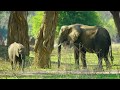 African Wildlife Documentary Film - Mana Pools National Park  Zimbabwe