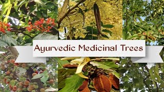 #Ayurvedicmedicinaltree #Ayurvedic #Medicinal tree #Shorts