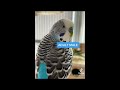 how to tell a male or female budgie 😍 budgies birds laying_eggs wild_birds love_birds parrots