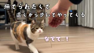 【撫でられたいオンナ】飼い主に撫でられたい猫の様子がかわいいｗｗｗ