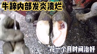 牛蹄内部发炎溃烂，农场主耐心救治，强迫症看完内心舒适