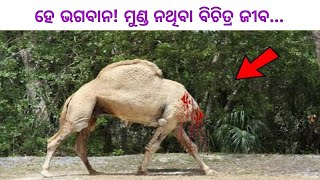 ମୁଣ୍ଡ ନଥିବା ବିଚିତ୍ର ଜୀବ 😮| ଭାଇରାଲ ହେଉଛି ଭିଡିଓ ଦେଖି ନିଅନ୍ତୁ | Odia fact | mysterious odia video |