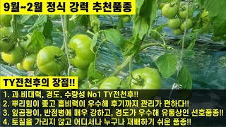 [TY전천후 토마토]저온기 압도적인 비대력과 수량성!!!! 누구나 재배하기 쉬운 완숙핑크토마토!!!!(경주 안강읍 김명옥님)