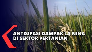 Antisipasi Dampak La Nina di Sektor Pertanian, Seperti Apa?