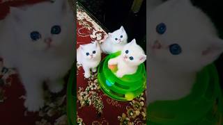 😻Look At Three Sisters Staring #kitten #kittens #cat #cats #catlover #catvideos #catlovers