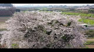 2020ドローン空撮　都心に近い里の春風景　ツタが巻く美しい桜の木「４K映像」