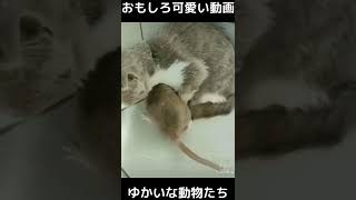 おもしろ可愛い動画　ゆかいな動物たち　funny cute animals　#shorts