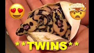 SNAKE TWINS! Crypton Ball Python Clutch Update!