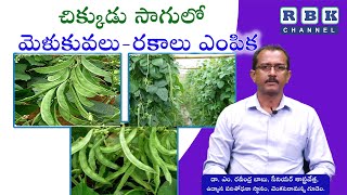 Beans Cultivation / చిక్కుడు సాగులో మెళుకువలు-రకాలు