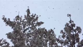 ウェザーリポート動画0408@長野県長野市 6時頃 「降雪とマイ桜」