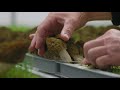 harvest video controlled indoor cultivation of morel mushrooms all year round