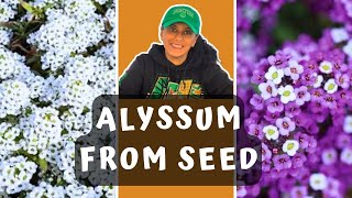 Grow Alyssum From Seed | Sowing Alyssum Seeds || Budget Gardening