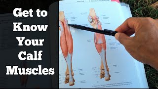 Muscle Anatomy of the Lower Leg Muscles - Gastrocnemius and Soleus