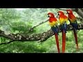 Scarlet Macaws - Costa Rica