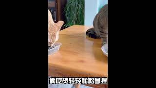 猫咪发脾气不让主人碰，主人淡定拿出罐头，猫：有事好商量 #007