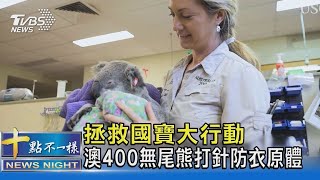 拯救國寶大行動 澳400無尾熊打針防衣原體｜十點不一樣20211018