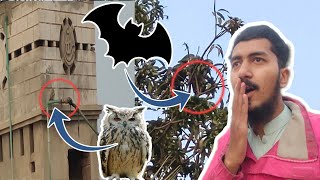 OWLS 🦉 AND BATS 🦇 ARE IN MY VILLAGE|ALI BHAI IN VILLAGE