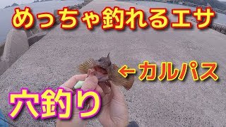 カルパスで穴釣り！　恵曇港